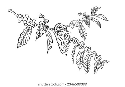 coffee bean and tree of line ink drawing sketch for packaging, label, sticker, card, poster, banner, promotion, branding, illustration, cover, menu, restaurant, coffee shop, farm vector