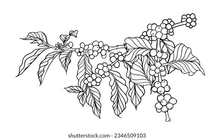 coffee bean and tree of line ink drawing sketch for packaging, label, sticker, card, poster, banner, promotion, branding, illustration, cover, menu, restaurant, coffee shop, farm vector