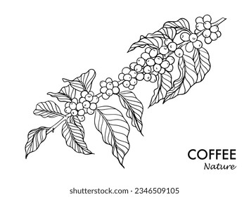 Kaffeebohnen und Strauchskizze für die Herstellung von Verpackungen, Etiketten, Aufklebern, Karten, Plakaten, Bannern, Werbemitteln, Branding, Illustration, Cover, Menü, Restaurant, Café, Bauernvektor