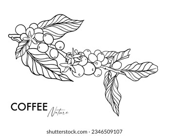 coffee bean and tree of line ink drawing sketch for packaging, label, sticker, card, poster, banner, promotion, branding, illustration, cover, menu, restaurant, coffee shop, farm vector