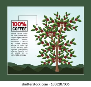 Coffee bean trees are ready to harvest. Background Vector EPS10
