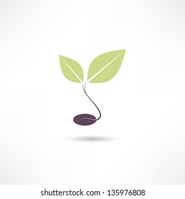 Coffee beans