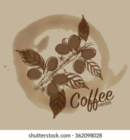 coffee beans