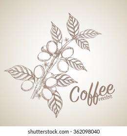 coffee beans