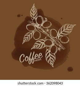 coffee beans