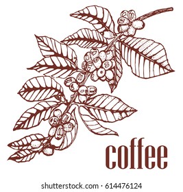 the coffee beans