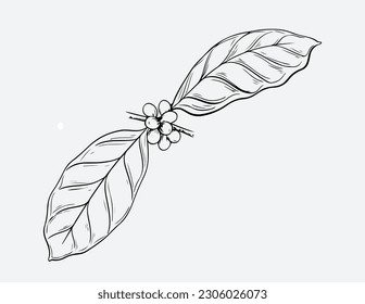 coffee beans in bag in graphic style hand-drawn vector illustration. coffee plantation landscape bag bush and coffeepot in graphic style hand-drawn vector illustration. Hipster holding a cup of hot co