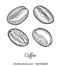 Coffee beans, berry, fruit, seed, luwak. Natural organic caffeine. Green coffee, luwak. Black coffee on white background. Hand drawn sketch vector illustration coffe.