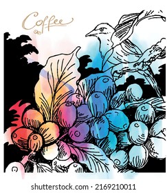 Coffee Beans And Birds With Colorful Watercolor. Coffee Plant And Car Air Style Picker Background For Banners And Brochures