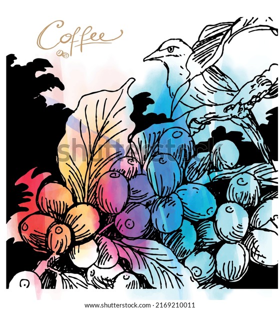 coffee\
beans and birds with colorful watercolor. Coffee plant and car air\
style picker background for banners and\
brochures
