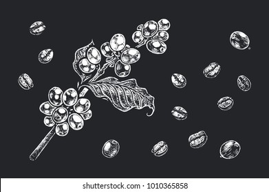 Coffee beans & branch - detailed realistic hand-drawn illustration white chalk on black background. Isolated vector for design packing & black walls and boards