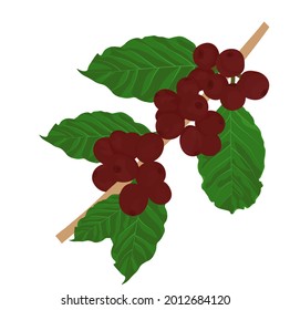 Kaffeebohnen zweigen Vektorgrafik. Kaffeebohnen mit grünen Blättern. Muster für Verpackung, Werbung. Einzeln auf weißem Hintergrund.