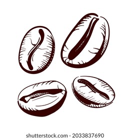 Coffee beans close-up freehand drawing. Vector illustration.