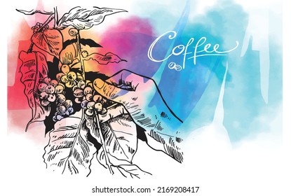 Coffee Beans With Colorful Watercolor. Coffee Plant And Car Air Style Picker Background For Banners And Brochures