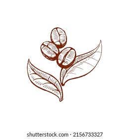 coffee beans freehand drawing, vector image