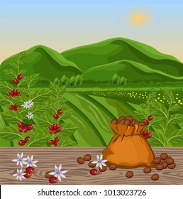 Coffee Beans Growing In Farm. Harvest Fields Vector Illustrations