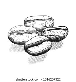 Coffee beans hand drawing sketch. Vector illustration