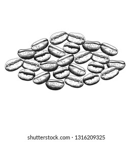 Coffee beans hand drawing sketch. Vector illustration