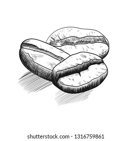 Coffee beans hand drawing sketch. Vector illustration