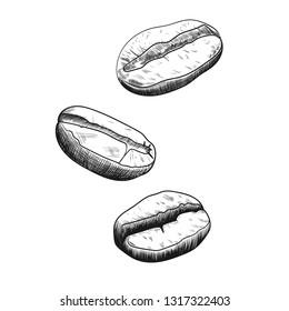 Coffee beans hand drawing sketch. Vector illustration