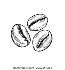 Coffee beans hand drawn black color engraving style vintage vector art illustration isolated on white background.