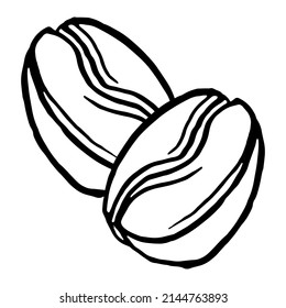 Coffee beans hand drawn. Vector illustration of coffee grains. 