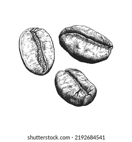 Coffee beans, illustration in engraving style. Vintage hand drawing of arabica in vector.