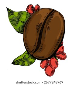 Coffee beans illustration, roasted and raw coffee beans vector, fresh aromatic coffee, hand drawn botanical clipart for invitations, posters, banners and designs