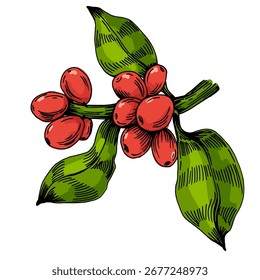 Ilustración de granos de café, Vector de granos de café tostado y crudo, café aromático fresco, Clipart botánico dibujado a mano para invitaciones, carteles, Anuncios y diseños
