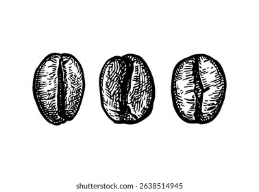 Coffee beans ink sketch. Hand drawn vector illustration. Retro style.