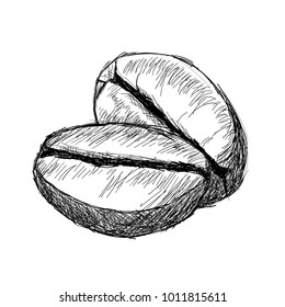 Coffee beans isolated on white background sketch illustration