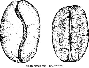 Coffee beans. Isolated on a white background. Arabica and rabusta. Hand drawn illustration.Vector sketch of coffee beans.