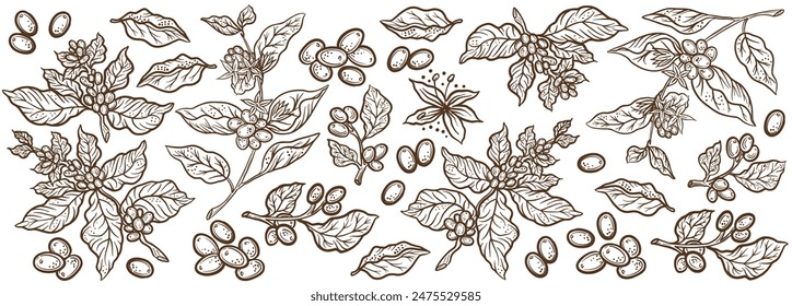 Granos de café y hojas. Fondo de patrón de planta de café. Adorno floral. Esbozo de Vector dibujado a mano.