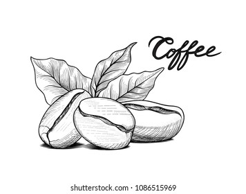 Coffee beans with leaves. Drink coffee sketch label. Food doodle background