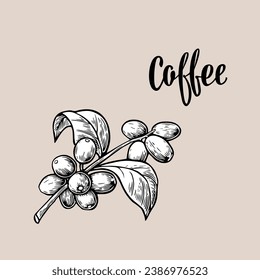 coffee beans and leaves. hand drawn coffee beans and leaves illustration. coffee