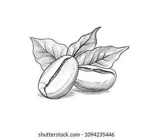 Coffee beans with leaves. Coffee icon set sketch. Line art doodle illustration