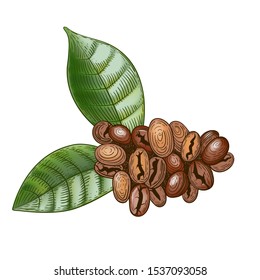 Coffee beans with leaves isolated on white background. Engraved style. Vector illustration.