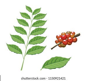 Coffee beans with leaves. Tree vector. Illustration.