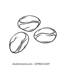 Coffee beans line icon. Hand drawn retro group of organic grains for aromatic energy drink, caffeine product. Smell of breakfast, coffee break mascot, outline fresh seeds icon vector illustration