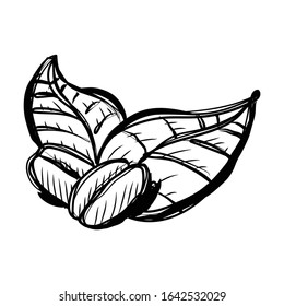 Coffee beans with nature leaves -- sketchy cartoon illustration style