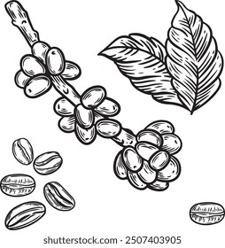 Coffee beans on the branch and leaves line drawing isolated on white background.