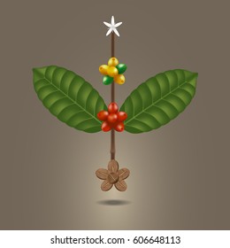 Coffee beans on a branch of tree and ripe berries.