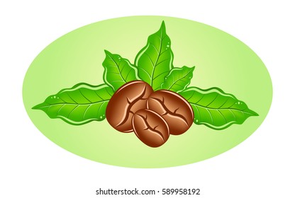 coffee beans on coffee leaves