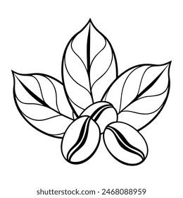 Coffee beans on coffee leaves, doodle stylized contour drawing on white background. Vector illustration