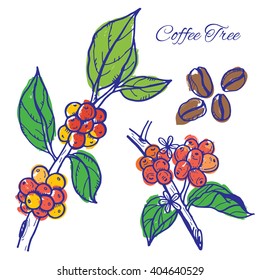 Coffee beans on trees