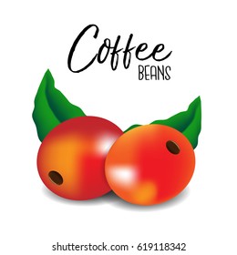 Coffee beans on white background.Vector illustration