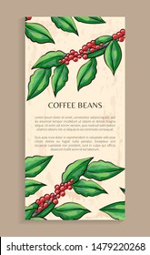 Coffee beans, raw caffeine grains, drawing card. Postcard decorated by sketch of arabic plant and template text, java ingredient, aroma and energy vector
