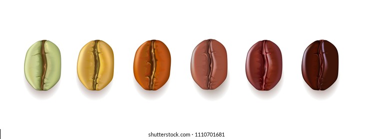 Coffee beans realistic set showing various stages of roasting, isolated on white background, vector illustration