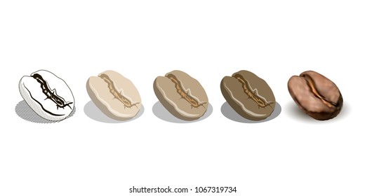 Coffee beans showing various stage of roasting. EPS10 vector format