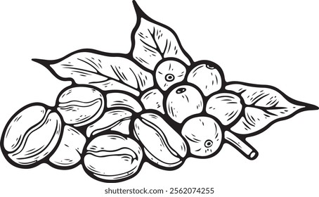 Coffee beans sketch hand drawn. Isolated on a white background.  For coffee shop branding, packaging, cafe menus, and beverage-themed projects.